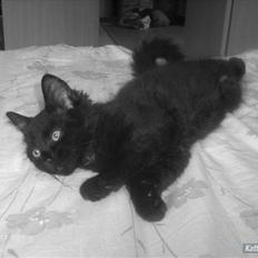 Blanding af racer Greesley