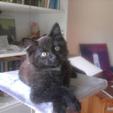 Blanding af racer Greesley