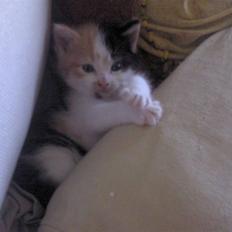 Blanding af racer Alicia ¤¤ R . I . P ¤¤ 