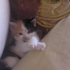 Blanding af racer Alicia ¤¤ R . I . P ¤¤ 