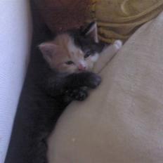 Blanding af racer Alicia ¤¤ R . I . P ¤¤ 