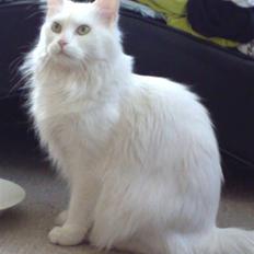 Maine Coon Euskadicoon-E Nevada