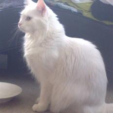 Maine Coon Euskadicoon-E Nevada