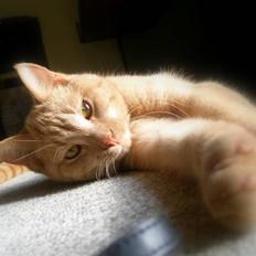 Blanding af racer Ronni