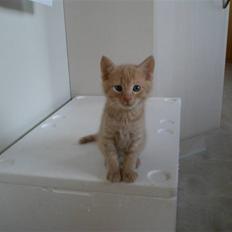 Blanding af racer Ronni