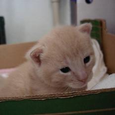 Blanding af racer Ronni