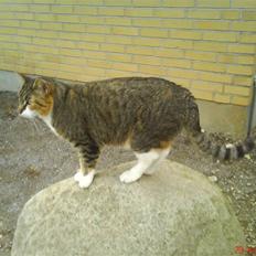 Blanding af racer Vonder