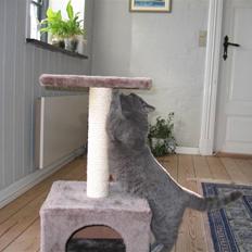 British Shorthair Blue Haven Sara Bella