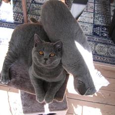 British Shorthair Blue Haven Sara Bella