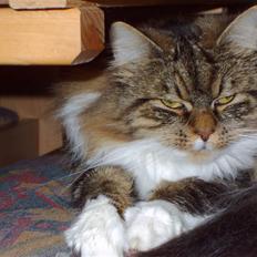 Maine Coon chilli