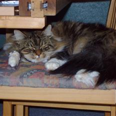 Maine Coon chilli
