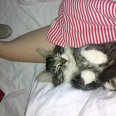 Blanding af racer Frk. Olsen