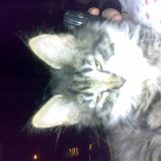 Blanding af racer Frk. Olsen