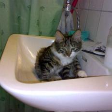 Blanding af racer Frk. Olsen