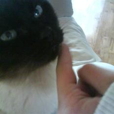 Siameser Honney...<"3