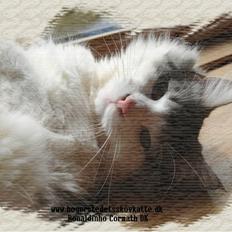 Norsk Skovkat Cormats ronaldinho