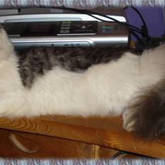 Norsk Skovkat Cormats ronaldinho