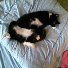 Blanding af racer Sebastian R.I.P