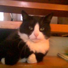 Blanding af racer Sebastian R.I.P