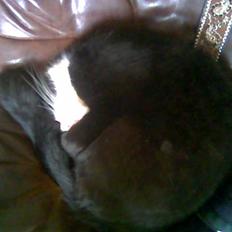 Blanding af racer Sebastian R.I.P