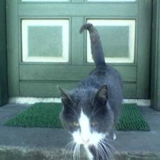 Huskat suddemuddemis