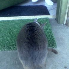 Huskat suddemuddemis