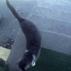 Huskat suddemuddemis