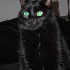 Huskat Ghandi *Solgt*