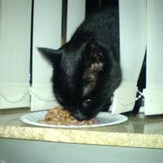 Huskat Ghandi *Solgt*