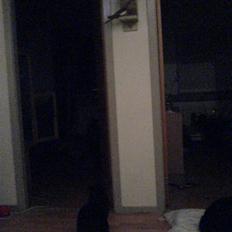 Huskat Ghandi *Solgt*