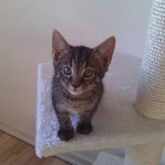 Blanding af racer Nemo