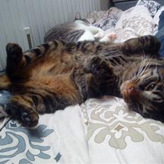 Blanding af racer Nemo