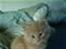 Maine Coon Mikkel<3
