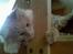 Maine Coon Mikkel<3
