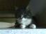 Blanding af racer  Lucifer(: <3 - Luci..