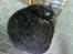 Blanding af racer  Lucifer(: <3 - i hans´ stol´:p..