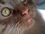 Maine Coon | Jaffe
