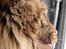 Maine Coon | Jaffe
