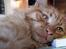 Maine Coon | Jaffe