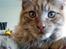 Maine Coon | Jaffe