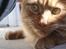 Maine Coon | Jaffe