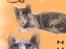 Blanding af racer Figther - 1**NYT*Velkommen til Miss Figther´s profil <33