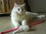 Maine Coon Basse