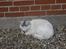 Blanding af racer Snefnuk - ZzzzzZZzzzzzzzzzZZZZZZzzzzzzzzzz