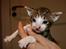 Cornish Rex Tuomas Af Tokkeløkkehus
