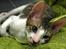 Cornish Rex Tuomas Af Tokkeløkkehus
