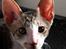 Cornish Rex Tuomas Af Tokkeløkkehus