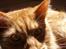 Maine Coon | Jaffe