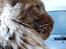 Maine Coon | Jaffe