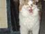 Maine Coon Daria of Daimonds-dreams